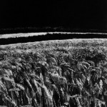 Champ de blé